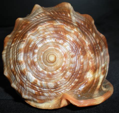 Free Images Nature Wood Seafood Material Shell Invertebrate Seashell Clam Conch