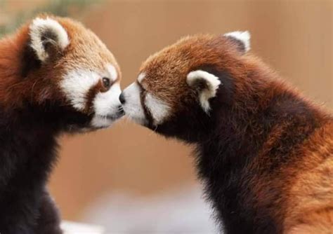 Cute Animals Kissing Funny Animals Wild Animals Baby Pandas Red