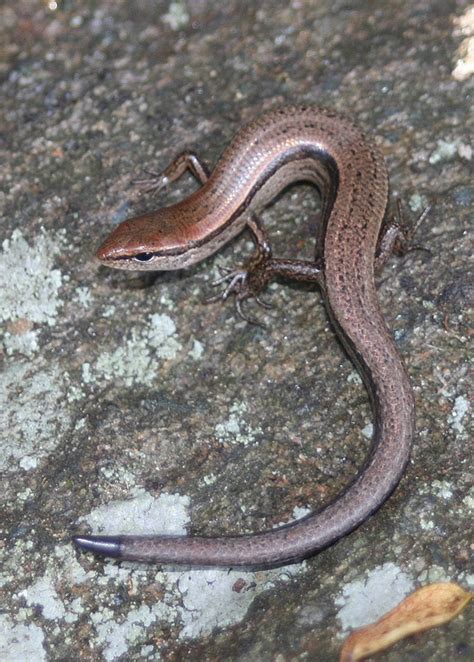 Maryland Biodiversity Project Little Brown Skink Scincella Lateralis