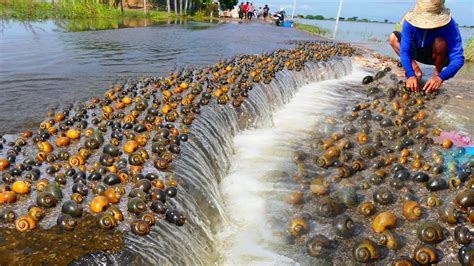 Wow A Lots Of Crabs And Snails In Rainy Season Catch By A Fisherman