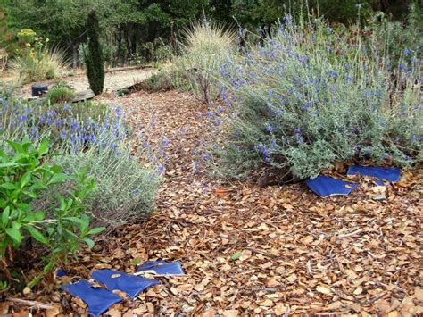 In paonia, colorado, the blue sage center for the arts is dedicated to providing opportunities to create and buy your tickets here learn more about the artists here! A garden seasoned with Autumn sage
