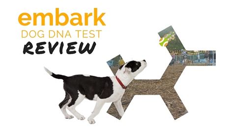 Embark Breed Health Dog Dna Test 2022 Review