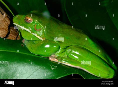 White Lipped Treefrog Nyctimystes Infrafrenatus Sydney Australia