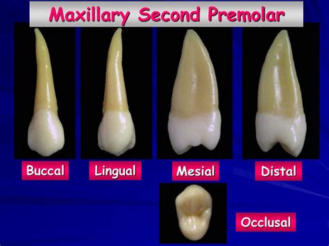 Maxillary 2nd Premolar Anatomy Anatomy Structure