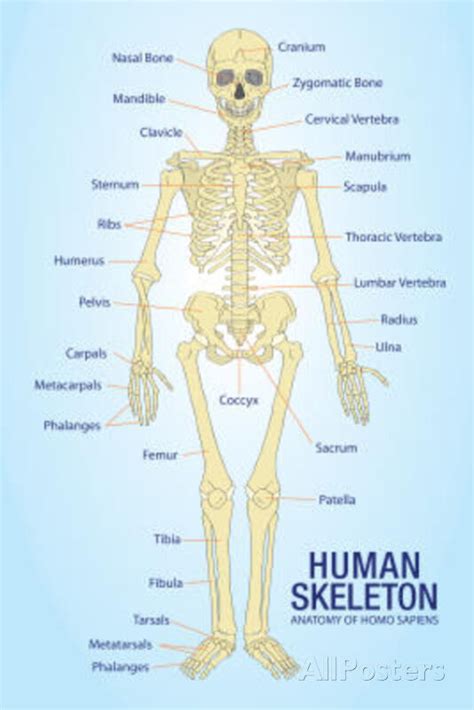 human skeleton anatomy anatomical chart poster print