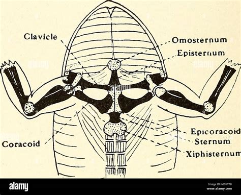 Xiphisternum Hi Res Stock Photography And Images Alamy