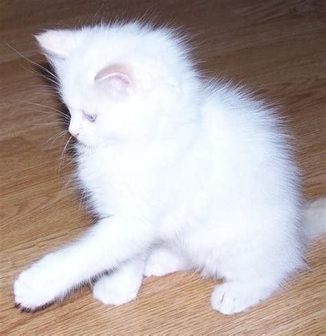 White Fluffy Kittens