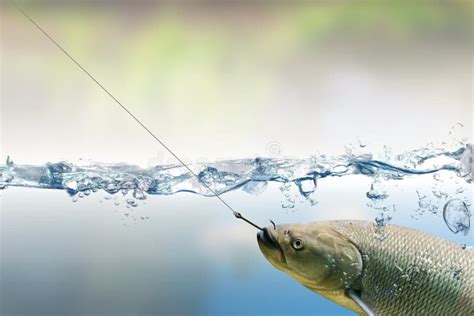 462 Fish Under Water Hook Stock Photos Free And Royalty Free Stock