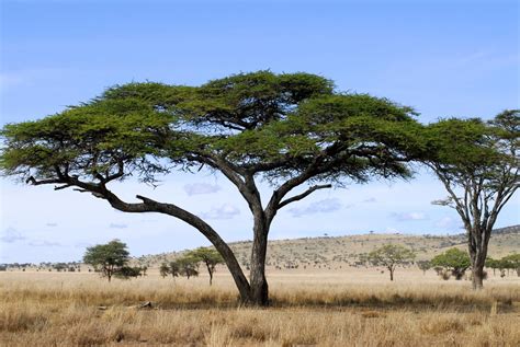 Acacia Tree Facts
