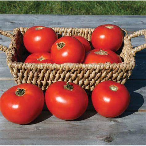 Tomato Mountain Fresh Hybrid 72 Days Tandt Seeds
