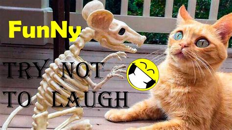 Funny Animals And Fails Try Not To Laugh Wow Youtube