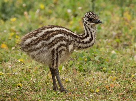 Baby Emus All You Need To Know With Pictures Birdfact