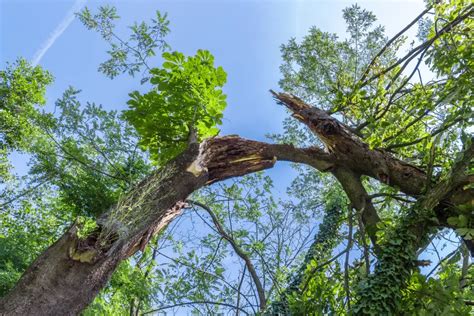 3 Common Tree Risks Timmys Tree Service