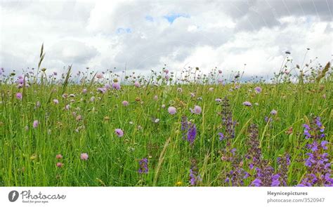 Flowers Meadow Landscape With Grass And Wildflowers Cloudy Sky A