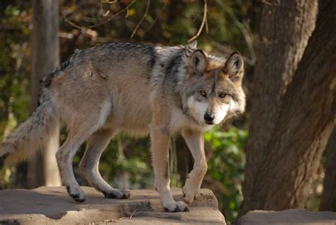 Tipos De Lobos E As Principais Variações Dentro Da Espécie