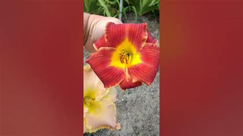 How To Cross Pollinate Daylilies With Fresh Pollen Diana S Evening Gown X Street Urchin Youtube