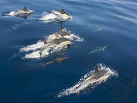 25 Best Dolphin Watching Spots In The World Always Pets