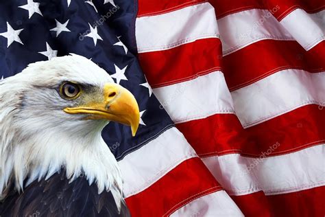 North American Bald Eagle On American Flag Stock Photo By StefanoVenturi