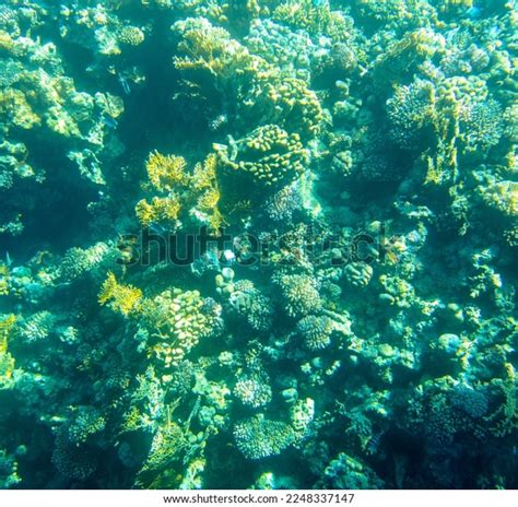 Coral Reef Bottom Red Sea Photo Stock Photo 2248337147 Shutterstock