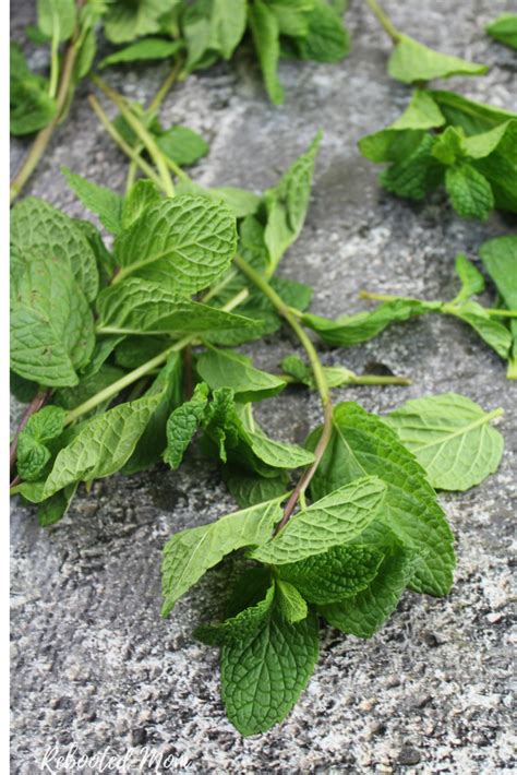 How To Dry Fresh Mint Leaves