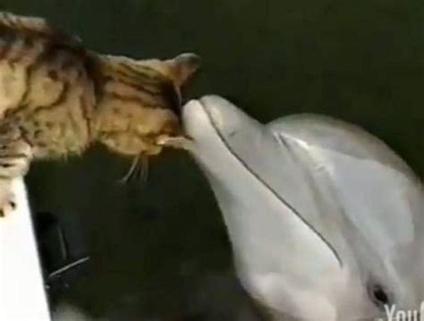Unlikely Animal Friends Dolphin Kitten Animals Friendship Unusual