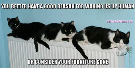 Cats Always Need Good Reasons To Wake Up Funny Cat Meme