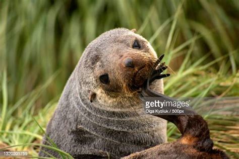 South African Seal Photos Et Images De Collection Getty Images