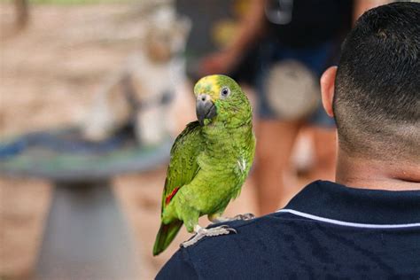 Why Do Parrots Talk Psittacology