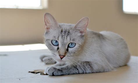 Lynx Point Siamese Cat Breed Description And Care Guide