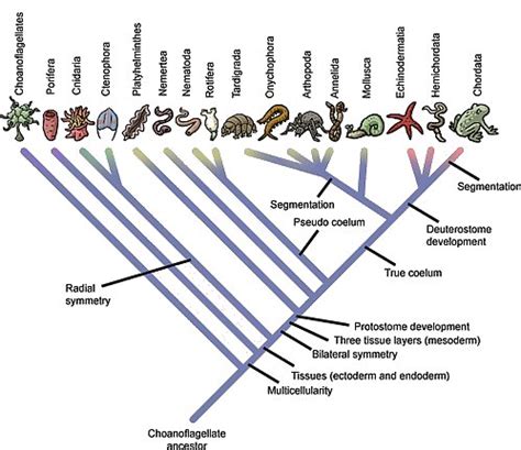 Phylogeny - Evolutionary Tree of Life