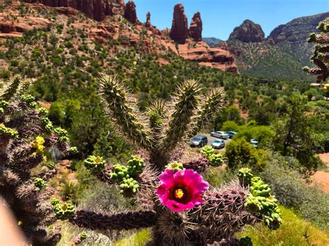 As a premier wedding florist and event specialist in phoenix and scottsdale arizona it. Flower | Sedona arizona, Plants, Flowers
