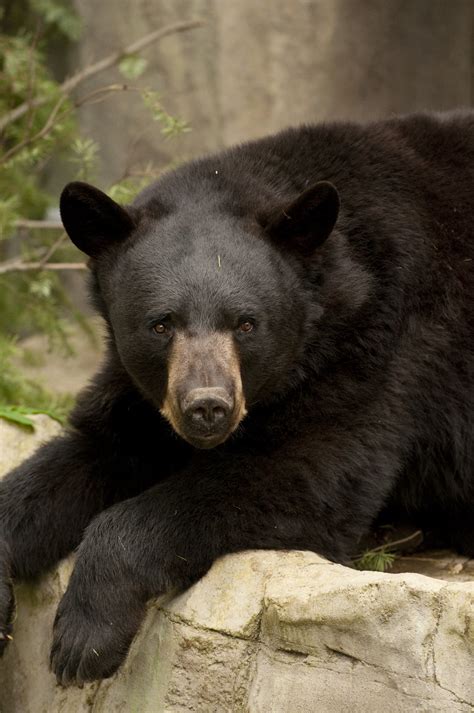 American Black Bear Oregon Zoo