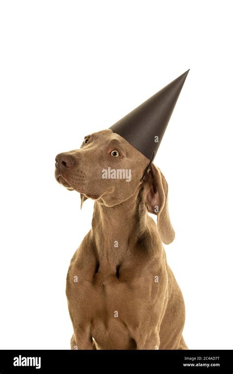 Funny Cute Young Weimaraner Dog Head Wearing A Party Hat Looking At The