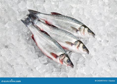 Fresh Fish Seabass With Ice On Iced Stock Photo Image Of Cutting