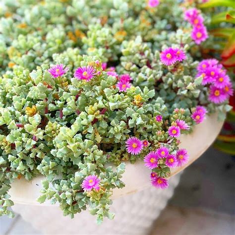 Pink Ice Plant Sandstone Vygie Succulent Care Guide Succulent With Pink Flowers Flowering