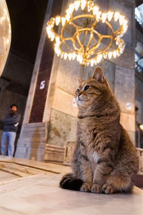 The Cat Pictured Here Was Photographed In The Hagia Sophia Read More