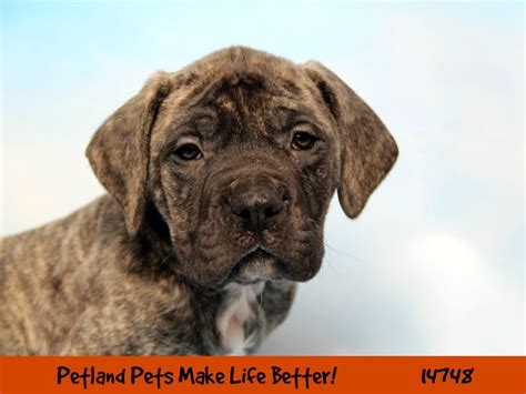 English Mastiff Dog Male Brindle 2626752 Petland Pets And Puppies Chicago