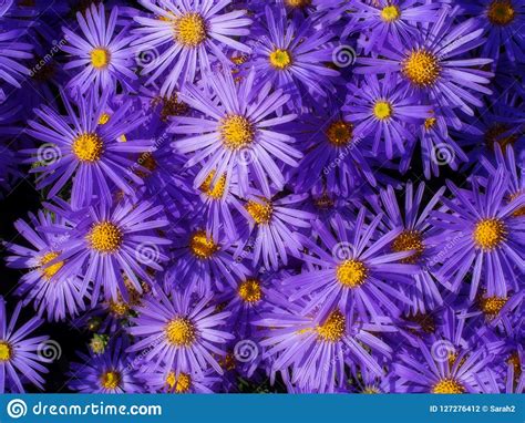 Michaelmas Daisies Aka New York Aster Purple Flower Closeup Aster