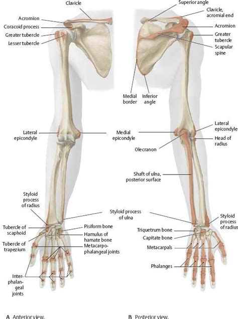 Anatomy Of The Upper Arm