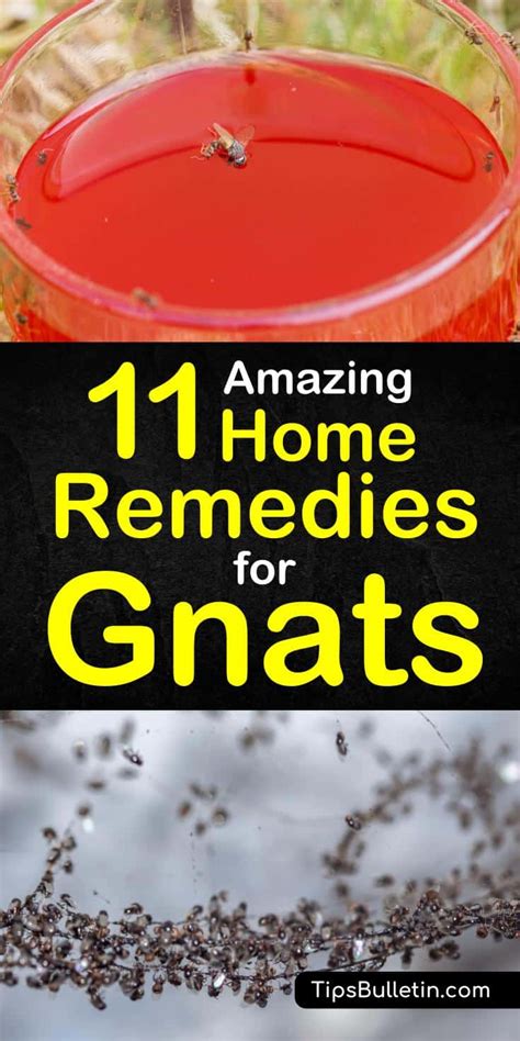 11 Amazing Home Remedies For Gnats 2023