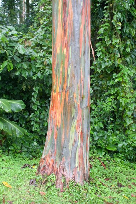 My Funny Weird Tree Has Rainbow Colors Pictures