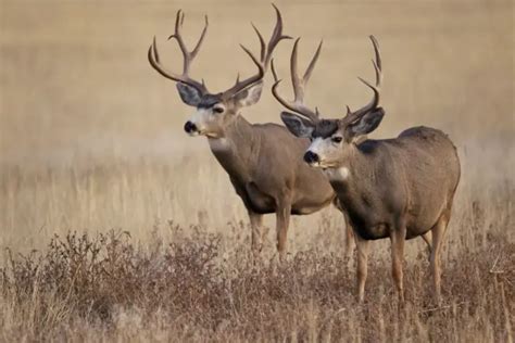 50 Crucial Pros And Cons Of Hunting 2023 Ablison