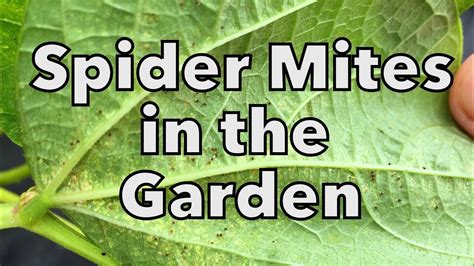 Organic Spider Mite Control In The Vegetable Garden Gardening Ace