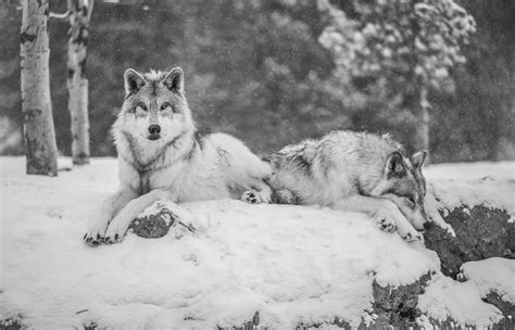 Beautiful Gray Wolves West Yellowstone Wolves Montana Win Flickr