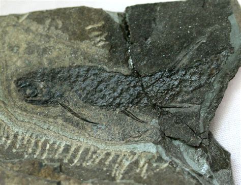 Acanthodian Fish Fossil Mesacanthus