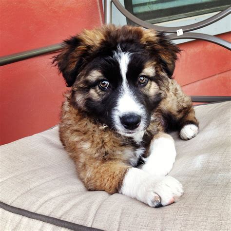 Pin by Madelene Sandin on little dudes | German shepherd mix puppies, Australian german shepherd