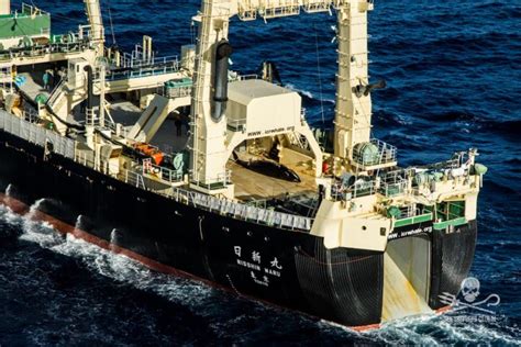 Japan Whaling Fleet Returns From Antarctic Hunt After
