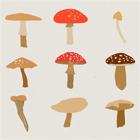 Different Types Of Mushrooms Set Vector Illustration Premium Vector In