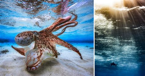 The Winning Photos Of Underwater Photographer Of The Year 2017