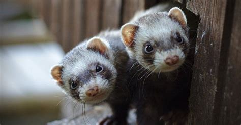 Are Ferrets Nocturnal Or Diurnal Their Sleep Behavior Explained